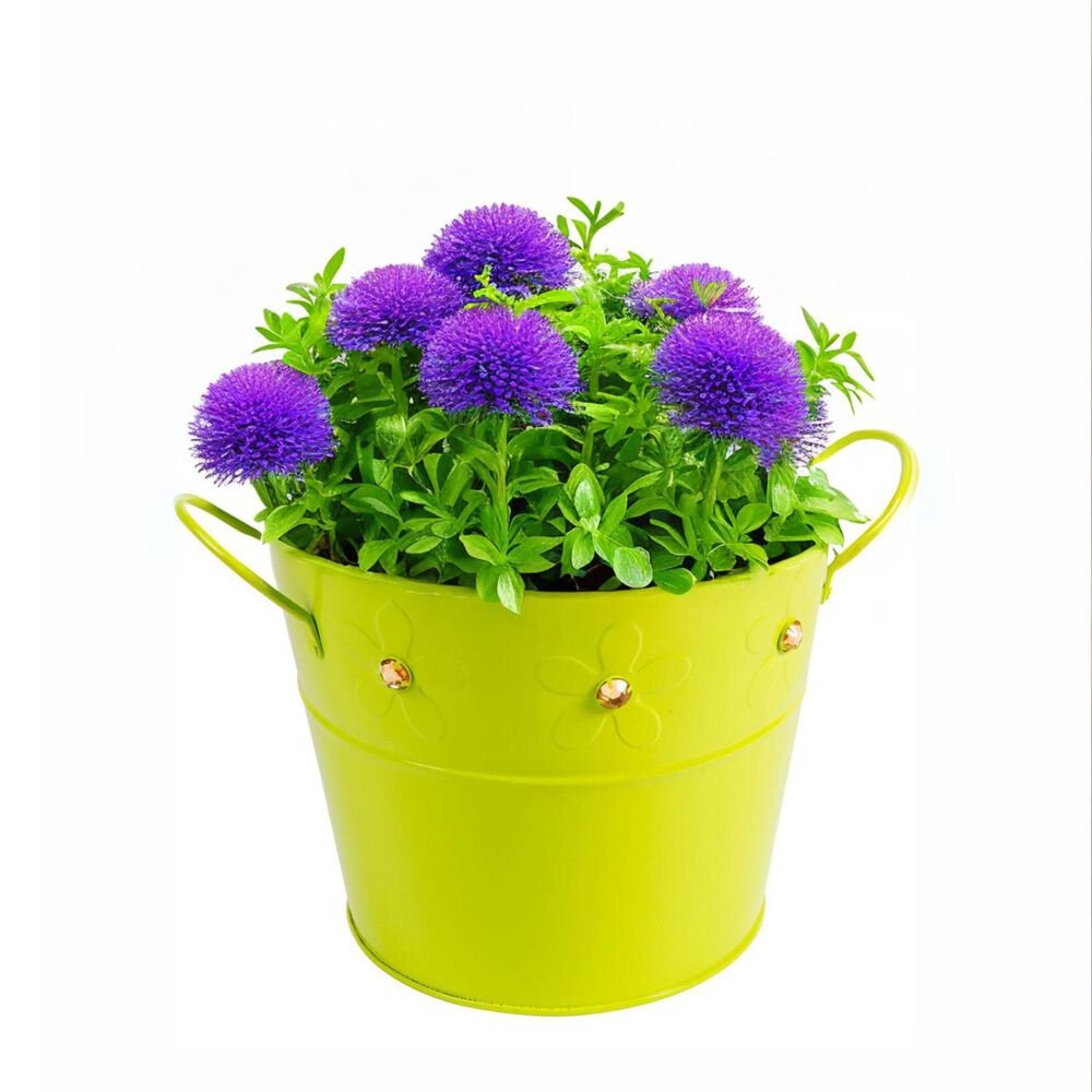 Balde De Latón Verde Con Gemas image number 1.0